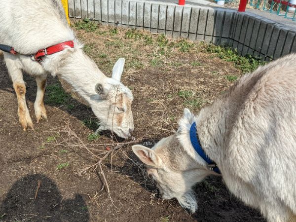 動物(ヤギ・うさぎ)のお世話